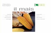 Renzo Angelini il mais - Image Line Network · e nel miglioramento genetico, che hanno utilizzato il mais come pianta modello; l’utilizzazione nel settore zootecnico, in quello