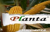 Planta - AgroNotizie - Notizie agricoltura · di sviluppo e differenziazione genetica del mais dopo la sua ... visione molto "naturale" del lavoro di miglioramento vengono adottati