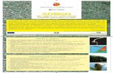 PARMA SORGO - provincia.bergamo.it SORGO ok.pdf · Possibile alternativa al mais ... miglioramento genetico per allungare l’ultimo internodo (carattere “combine”) e ... •