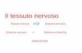Il tessuto nervoso - annaonofri.netannaonofri.net/files/tessuto_nervoso.pdf · Il sistema nervoso è una rete intricata e altamente organizzata di miliardi di neuroni e di un numero