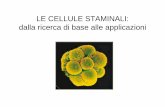 LE CELLULE STAMINALI: dalla ricerca di base alle applicazionieuropa.uniroma3.it/biologia/documenti/851ce9d9-1453-4e3c-b8ed-1f... · potenziale differenziativo • L’uovo fecondato