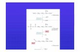 metabolismo dell'azoto [modalità compatibilità] - Omeroomero.farm.unipi.it/matdidFarm/16/lez.25 metabolismo_dell'azoto.pdf · Degradazione delle proteineDegradazione delle proteine