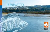 LA FAUNA ITTICA - Pesca · PDF filebuona salute e valorizzare ... principale del ˜ ume Livenza che per un tratto di quasi 50 km segna il ... d’acqua è accertata la presenza di