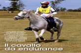 Il cavallo da endurance - SG Cavalli: Allevamento e Allenamento … · sono i cavalli Arabi. Non va però considerata soltanto la razza. Per scegliere il ‘cavallo da endurance’,