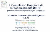 Il Complesso Maggiore di Istocompatibilità (MHC) · •nella predisposizione a malattie genetiche. I geni MHC codificano antigeni di ... Le cellule B della memoria immunitaria rimangono