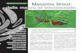 Massimo Brizzi: Macrofotografia dalla macro al microscopiodidattica1.weebly.com/uploads/1/9/1/7/19170051/brizzi4.pdf · le il microscopio, che assicura stabilità e unʼilluminazione