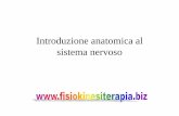 Introduzione anatomica al sistema nervoso - Fisiokinesiterapia nervoso.pdf · •Il SNC processa e interpreta gli inputs sensoriali ... •I segnali sensoriali sono captati dai recettori
