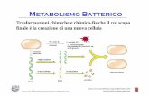 gen 02 met-genet [modalità compatibilità] 02 met-genet.pdf · Rappresentazione schematica della divisione di cellule ... I batteri si dividono per scissione binaria Il tempo di