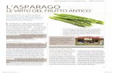 PIANTE DELLA SALUTE L’ASPARAGO - fruttiantichi.net · 13 benessere@lamiacucinavegetariana.it – PIANTE DELLA SALUTE In questa stagione inizia a intensiﬁ-carsi il consumo di asparagi