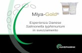 Salmonella typhimurium - vetsnet.it strutturata/newsletter/Miya-Gold... · o Aumento della mortalità (prime 1-2 settimane post svezzamento) o Necroscopie – classici segni di Salmonellosi