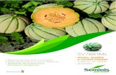 SV7881ML - seminisitaly.s3.amazonaws.com · Famiglia Cucurbitacee Tipo Melone Retato Italiano Peso 1,2-1,8 Kg (a seconda delle condizioni di coltivazione) ... Suture di colore verde