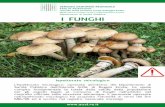 Dipartimento di Sanità Pubblica I FUNGHI - ausl.re.it · I funghi si riproducono attraverso le spore, cellule prodotte dal ... inferiore a 2 cm. ... • Raccogliere, per l’uso