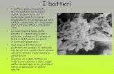 I batteri - elearning.uniroma1.it · • I batteri fitopatogeni bastoncellari si riproducono asessualmente mediante ... dal’assenza di funghi patogeni e dalla presenza di batteri