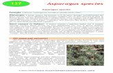 Asparagus species - piantespontaneeincucina.infopiantespontaneeincucina.info/wordpress/wp-content/uploads/2016/01/... · greco, sparasso, con il significato di lacerare, strappare,