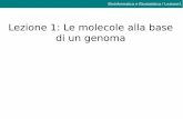 Lezione 1: Le molecole alla base di un genomam.docente.unife.it/andrea.benazzo/materiale-didattico/2-bb-dna... · Il codice genetico universale è ridondante Codice genetico Bioinformatica