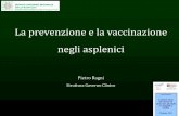 La prevenzione e la vaccinazione negli asplenici - seremi.it Ragni_asplenici.pdf · In molti altri casi la diagnosi richiederebbe approfondimenti diagnostici: •sarcoidosi •amiloidosi