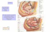 GONADI VIE GENITALI ORGANI GENITALI ESTERNI · Vestibolo della vagina Organi erettili Ghiandole . Nella nullipara misura circa ... Il recesso attorno al collo dell’utero è il fornice
