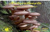 Manuale per raccoglitori di funghi - nuovamicologia.eu · Questi funghi non vanno mai mangiati crudi o poco cotti, visto che . 7 contengono sostanze tossiche per l’uomo. Tali sostanze