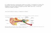 ANATOMIA DELL’ORECCHIO - · PDF fileLa affascinante anatomia dell’orecchio, complessa tanto da meritare il nome di labirinto è destinata a vedere enormi miglioramenti della terapia