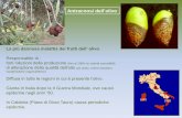 Antracnosi dell’olivo - unirc.it · La suscettibilità alla malattia varia con le cultivar e con le condizioni ambientali Cultivar calabresi Ottobratica Sinopolese Itrana Cassese