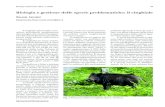 Biologia e gestione delle specie problematiche: il cinghiale · nella razze domestiche di maiali, che hanno muso più corto. La pel-le è spessa e poco vascolarizzata; in tale modo