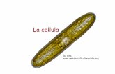 cellula mia presentazione -rollo · La cellula è la più piccola unità di un organismo in grado di funzionare in modo autonomo. ... La cellula animale . La membrana plasmatica La