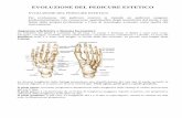 EVOLUZIONE DEL PEDICURE ESTETICO - CSA Training · Apparato scheletrico e Sistema locomotore ... dai 4 ai 6 mesi per le unghie delle mani e dai 12 ai 18 mesi per le unghie dei ...