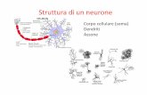 Struttura di un neurone - LIA Neurali Teoria e... · Classificazione delle memorie Memoria: ogni cambiamento del comportamento ... fra i neuroni • Competizione debole: migliora