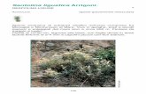 Santolina ligustica Arrigoni - Ambienteinliguria · Pianta di 20-50 cm, con rosette basali di 3-8 cm di diametro, talora asimmetriche, raramente arrossate; foglie da lanceolato- spatolate