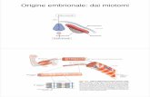 Origine embrionale: dai miotomi - biologia.i-learn.unito.it · Figura 16-13 Il filamento spesso del muscolo scheletrico. (a) I fila- menti spessi delle miofibrille consistono di centinaia