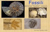 dal latino “foedére scavarescuolasandamiano.altervista.org/wp-content/uploads/2018/09/Fossili... · Il mare Padano Circa 5 milioni di anni fa tutta la Pianura Padana era mare.