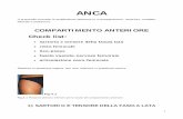 ANCA - AIFI Liguria · l’articolazione coxo-femorale in modo da rappresentare l’acetabolo femorale con la porzione anteriore del labbro, il profilo capsulare anteriore e la testa