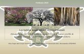 La tutela degli alberi monumentali - agronomiforestaliasti.org · Alberi secolari Testimoni del Tempo Molti gli epiteti, ognuno per la caratteristica che si vuole evidenziare Alberi