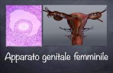 Apparato genitale femminile - psilab.unige.it · L’apparato genitale femminile ha il compito di: produrre i gameti femminili (oociti), di secernere ormoni sessuali, è sede della