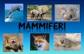 MAMMIFERI - icfrisimelegnano.edu.it · I monotremi sono chiamati anche animali puzzle, perché hanno un becco come gli uccelli, depongono le uova simili ai rettili e allattano i cuccioli