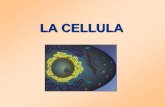 LA CELLULA - naturopatiagruppo2013.files.wordpress.com · formano la guaina mielinica delle fibre nervose periferiche) Vent’anni più tardi lo scienziato tedesco Rudolf Virchow