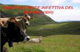 RINOTRACHEITE INFETTIVA DEL BOVINO (IBR) · Cytomegalovirus del bovino e del cavallo, ... Stres Cortisonici Superinfezioni Parto. ELIMINATORI. ASINTOMATICI. ... • Prevalente fra