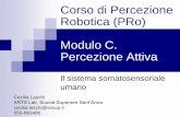 Corso di Percezione Robotica (PRo) Modulo C. Percezione Attivadidawiki.cli.di.unipi.it/lib/exe/fetch.php/pro/pro10-c4-tattouomo.pdf · I recettori tattili e loro caratterizzazione
