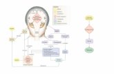 Lez.Biol.9a - uniroma2.it · • 2. Funzioni cerebrali: recezione sensoriale, integrazione, controllo motorio. ... Recettori sensoriali Segnale autonomi Simpatico Parasimpatico controllano