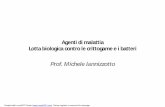 Prof. Michele Iannizzotto · • Antagonisti di agenti di malattia delle piante: Ampelomyces quisqualis contro l'Oidio della vite e Trichoderma harzianum per il controllo della Muffa