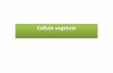 Cellula vegetale - Collegio Nazionale degli … tipo di cellula è? • La cellula vegetale è un tipo di cellula eucariotica (Eukaryota (o eukarya) deriva dalla fusione dei due termini