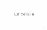 La cellula delle cellule a confronto Vacuolo Cloroplasto Cellula vegetale (20 x 30 um) 10 pm Nuclei Mitocondri Cellula animale (20 um) Batterio ' sintesi proteica metabolismo riproduzione