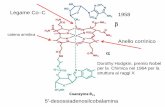 Legame Co C 1958 - Moodle@Units · fattore intrinseco (intestino) Transcobalamina (sangue) -sheet domain. -helix domain Cobalamin Struttura TC+Cobalamina (2006) a b ... TC = blu .