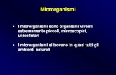I microrganismi sono organismi viventi estremamente ... · dissocia in CV+ e ioni di cloro (Cl-). Questi ioni penetrano le pareti e le membrane delle cellule Gram-positive e Gram-negative.