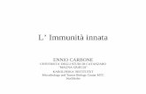 L’ Immunità innata - unicz.it · L’ Immunità innata ... • Definizione di Immunità Innata ed Acquisita • Le cellule • I recettori • Le funzioni ... immunomodulazione