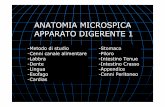 ANATOMIA MICROSPICA APPARATO DIGERENTE 1paviabiotechnology.myblog.it/media/02/02/1864461781.pdf · ANATOMIA MICROSPICA APPARATO DIGERENTE 1-Metodo di studio-Cenni canale alimentare-Labbra-Dente-Lingua-Esofago-Cardias-Stomaco-Piloro-Intestino