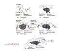 accomodazione* - scienze.uniroma2.it · l. l. retina accessoria retina principale retrattore della lente Occhio telescopico di T abissale pesce “quattr’occhi” Anableps