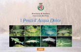 Assessorato alla Pesca I Pesci d’Acqua Dolce · sionati: attualmente sono infatti oltre 25.000 i padovani in possesso di licenza o autorizzazione di pesca in corso di validità.