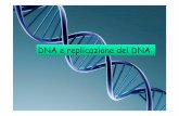 DNA e replicazione del DNA - homepage â€” .Filamento vecchio di DNA Filamento nuovo di DNA I due