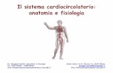 Il sistema cardiocircolatorio: anatomia e fisiologia · Il sistema di conduzione del cuore! • Le fibre miocardiche specializzate del Nodo senoatriale (NSA) creano autonomamente